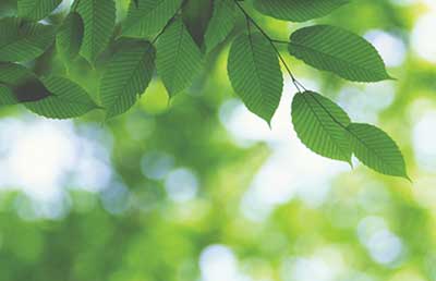 Academy-elm-leaves