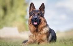 Dog Pic